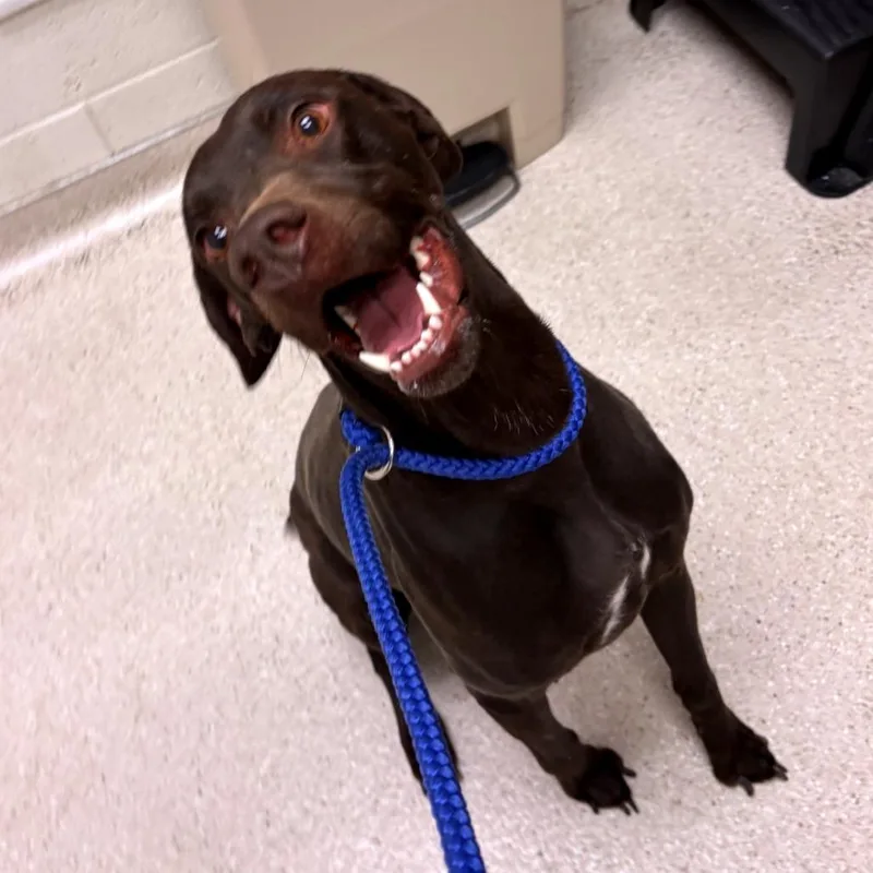 An adult medium-sized female Brown / Chocolate German Shorthaired Pointer dog named Luna for adoption in Murray, UT