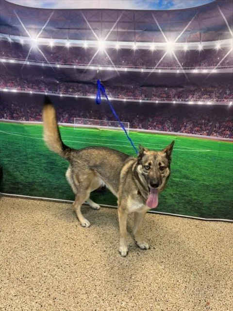 An adult large-sized female German Shepherd Dog dog named Luna for adoption in Miami, FL