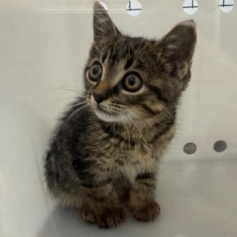 A baby small-sized female Brown / Chocolate Domestic Short Hair cat named Straybuenavistaroad for adoption in Columbus, GA