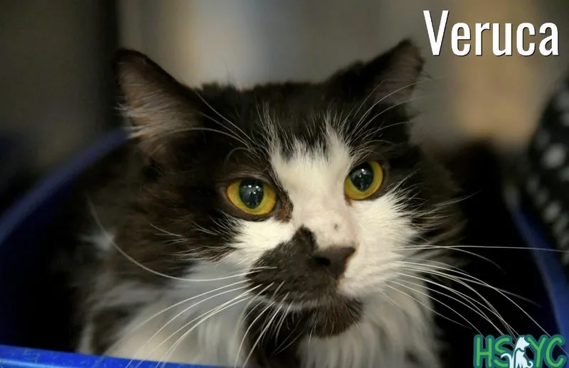 Veruca