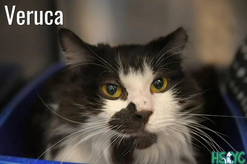Veruca thumbnail 2