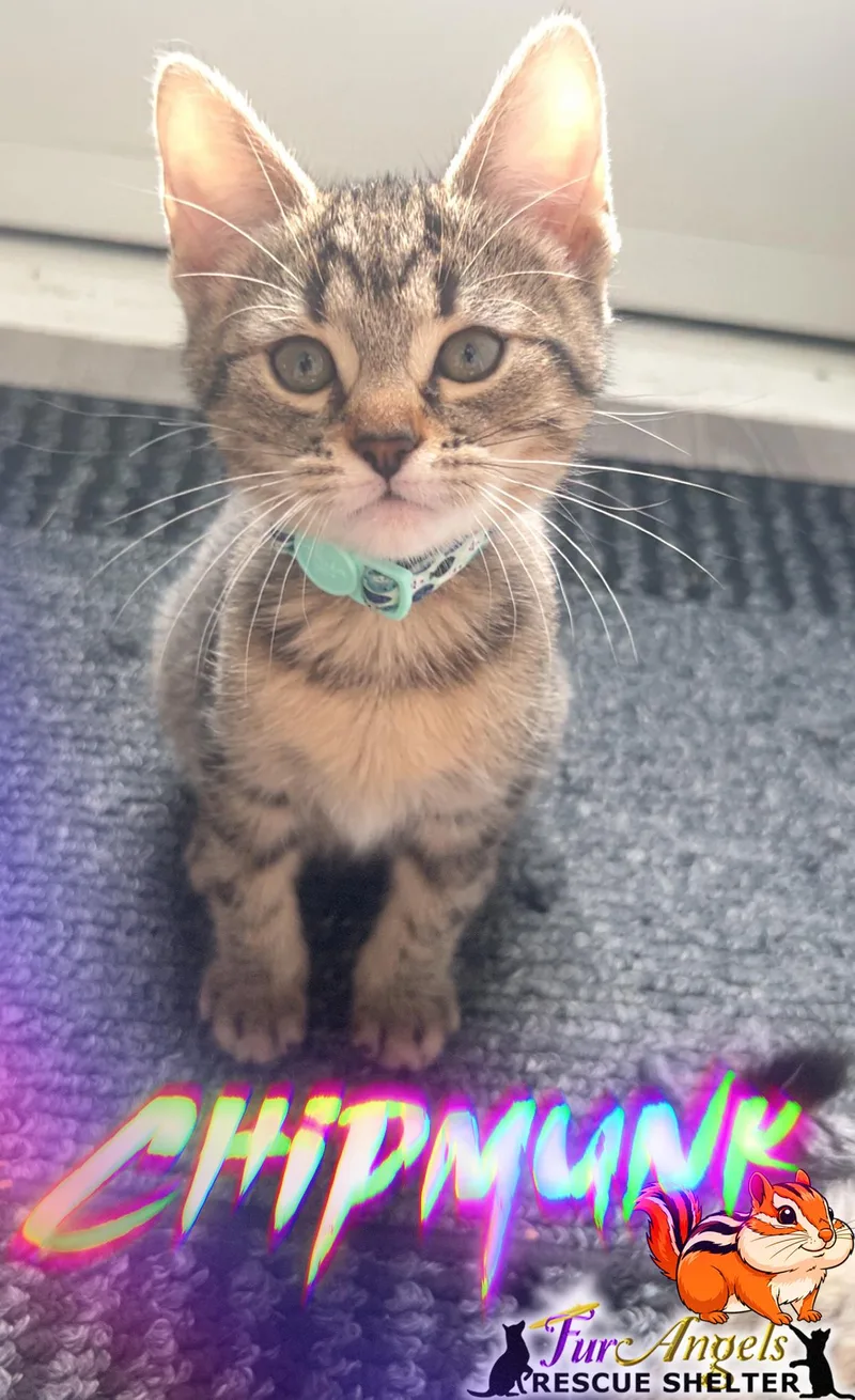 A baby medium-sized female Brown / Chocolate Domestic Short Hair cat named Chipmunk for adoption in Toledo, OH
