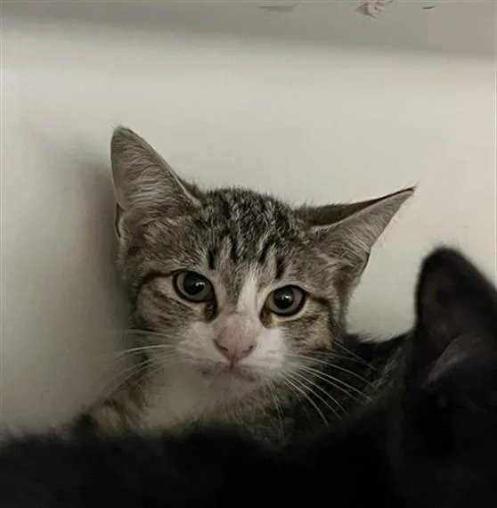 A baby medium-sized female Domestic Short Hair cat named Bess for adoption in Boston, MA
