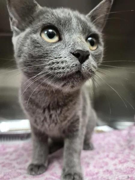 A young small-sized female Domestic Short Hair cat named Nfc for adoption in Lawrenceville, GA