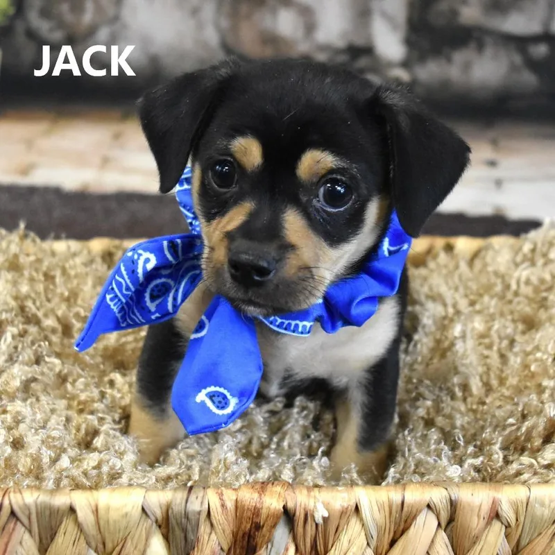 Jack