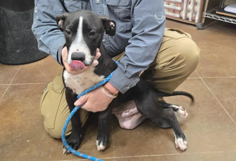 A baby large-sized male Cane Corso dog named Scoot for adoption in Junction, TX