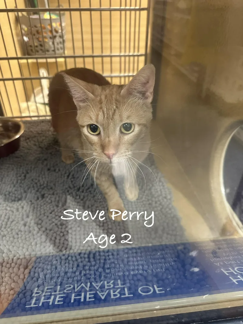 A young medium-sized male Orange / Red Domestic Short Hair cat named Steve Perry for adoption in Las Vegas, NV