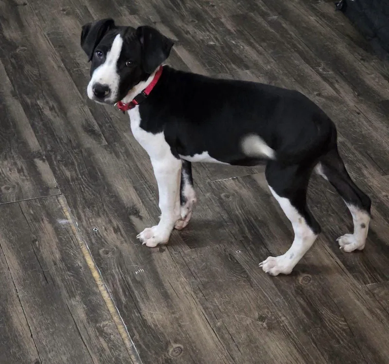 A baby large-sized male Terrier dog named William for adoption in New London, WI
