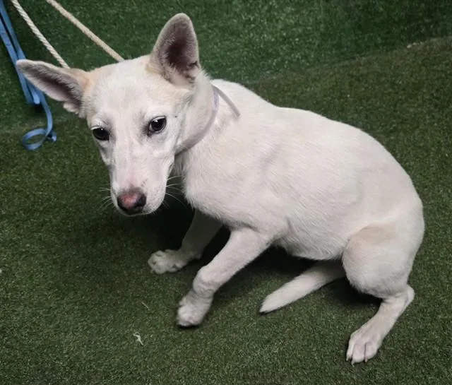 A young small-sized female Australian Cattle Dog / Blue Heeler dog named Trish for adoption in Castaic, CA