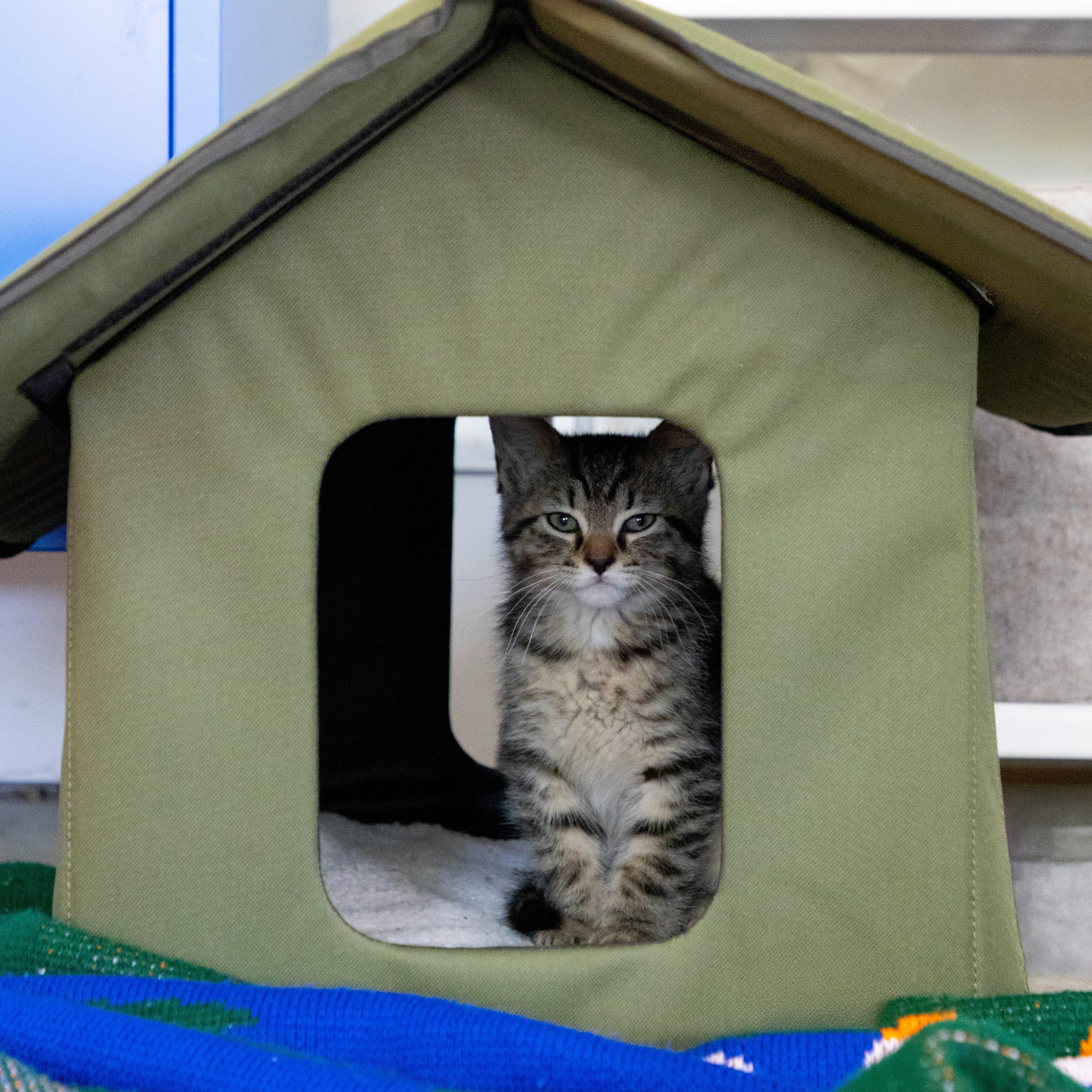 Nibbler thumbnail 4