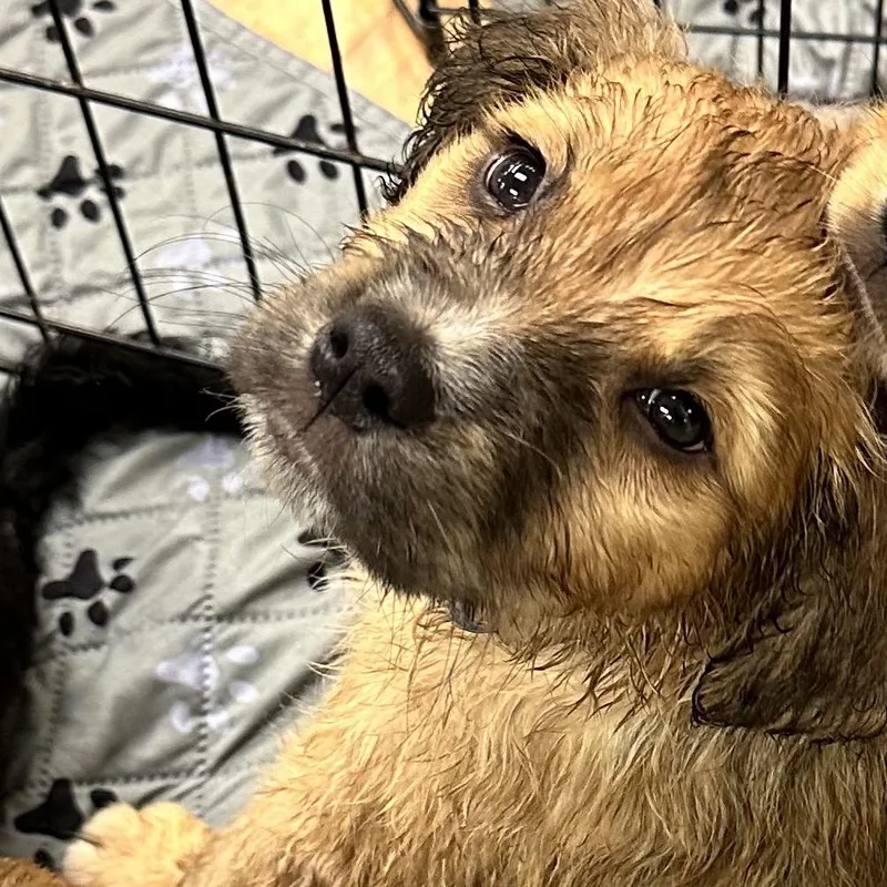 A baby small-sized male Yellow / Tan / Blond / Fawn Mixed Breed dog named Artemis for adoption in Austell, GA