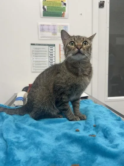 An adult medium-sized female Brown / Chocolate Domestic Short Hair cat named Lucius for adoption in Kansas City, MO