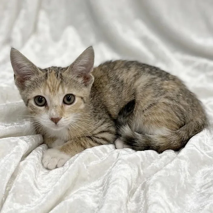 A baby medium-sized female Domestic Short Hair cat named Apple for adoption in Miami, FL