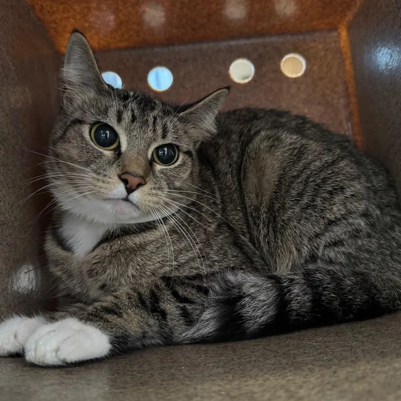 An adult medium-sized female Brown / Chocolate Domestic Short Hair cat named Gina for adoption in Birmingham, AL