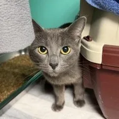A young medium-sized female Gray / Blue / Silver Domestic Short Hair cat named Karmagami for adoption in Bellingham, WA