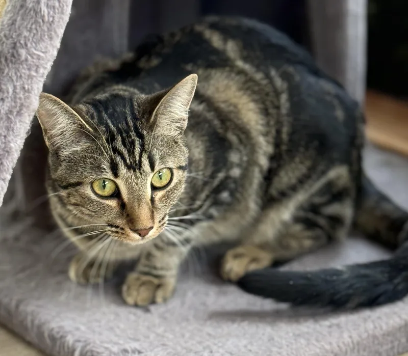 A young medium-sized female Tabby cat named June for adoption in Prescott, AZ