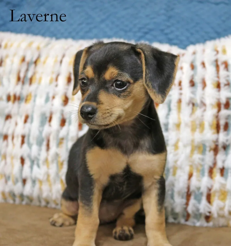 Laverne Shotz