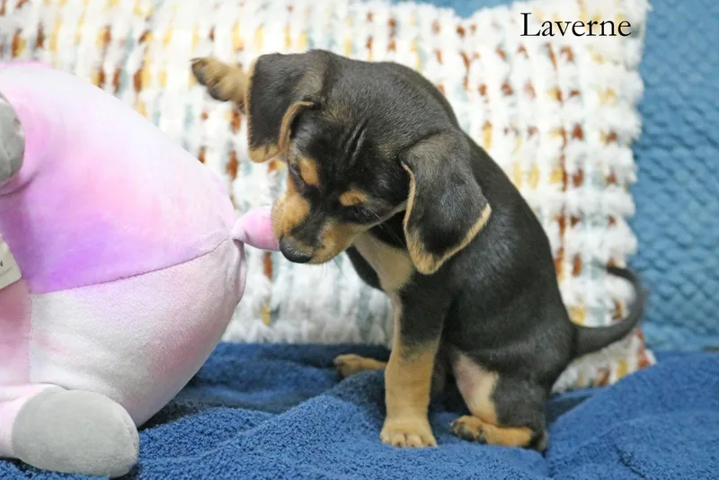 Laverne Shotz thumbnail 2