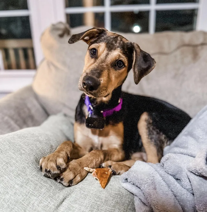 A baby medium-sized female Golden Labrador Retriever dog named Onix for adoption in New York, NY