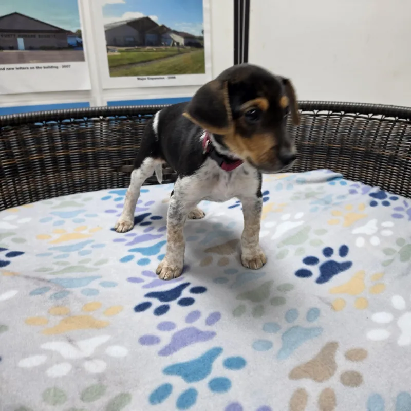 A baby small-sized female Tricolor (Brown, Black, & White) Beagle dog named Skipper for adoption in Neillsville, WI