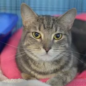 An adult medium-sized female Tabby (Gray / Blue / Silver) Domestic Short Hair cat named Pink for adoption in Rapid City, SD