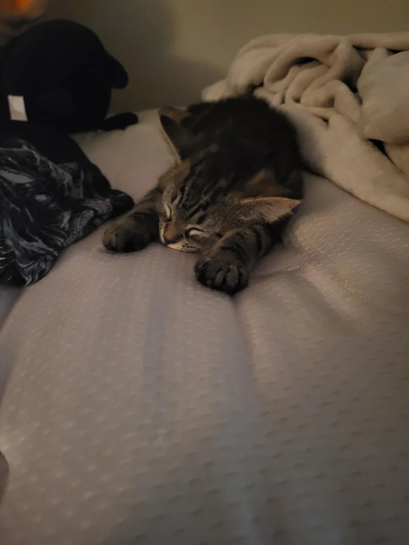 A baby medium-sized female Tabby (Brown / Chocolate) Domestic Short Hair cat named Gnocchi for adoption in Davis, CA