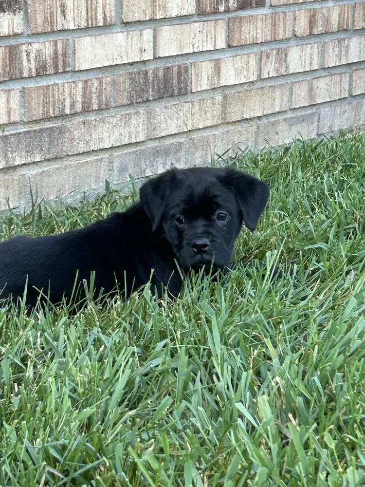 A baby medium-sized male Black Mixed Breed dog named Captain Morgan for adoption in Clinton Township, MI