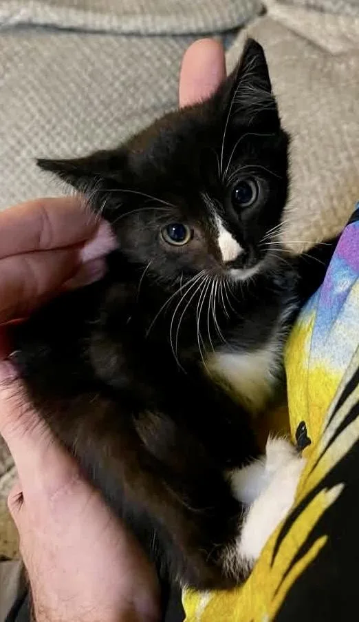 A young medium-sized male Domestic Short Hair cat named Darius for adoption in Brick, NJ