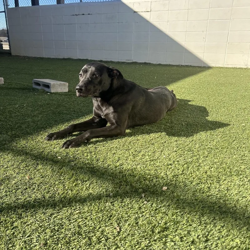 Croissant thumbnail 2