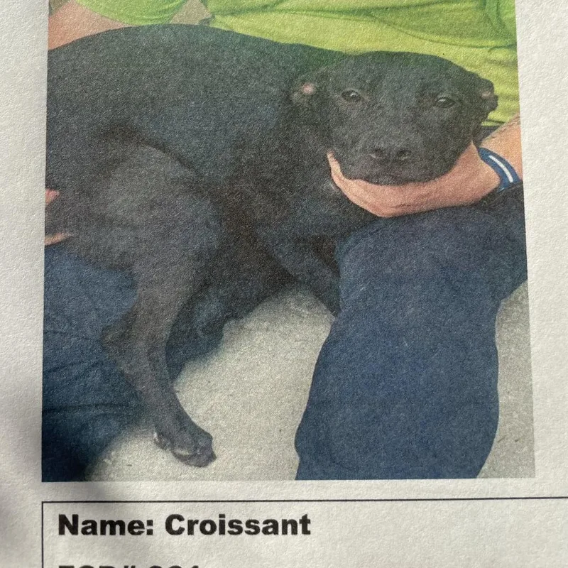 Croissant thumbnail 3