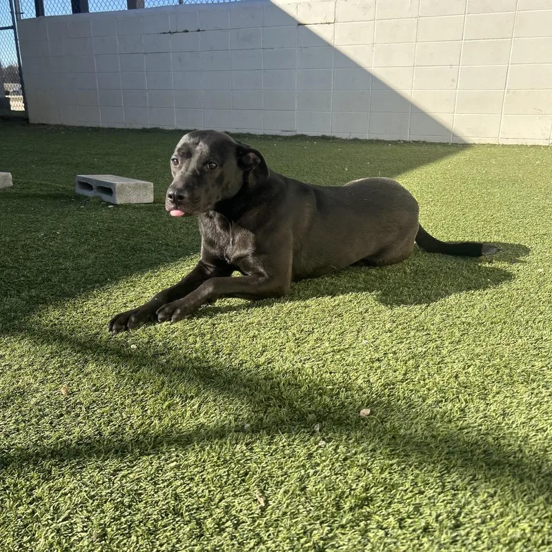 Croissant thumbnail 4