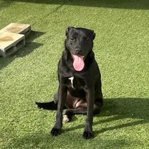 Croissant thumbnail 5