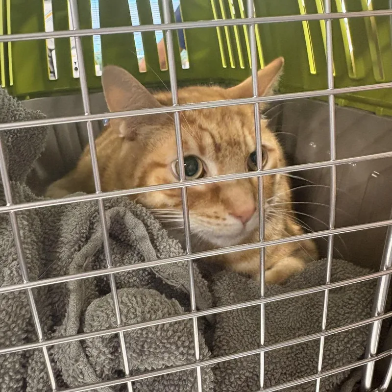 A senior large-sized male Orange / Red Domestic Short Hair cat named Star Garcia for adoption in Newark, NJ
