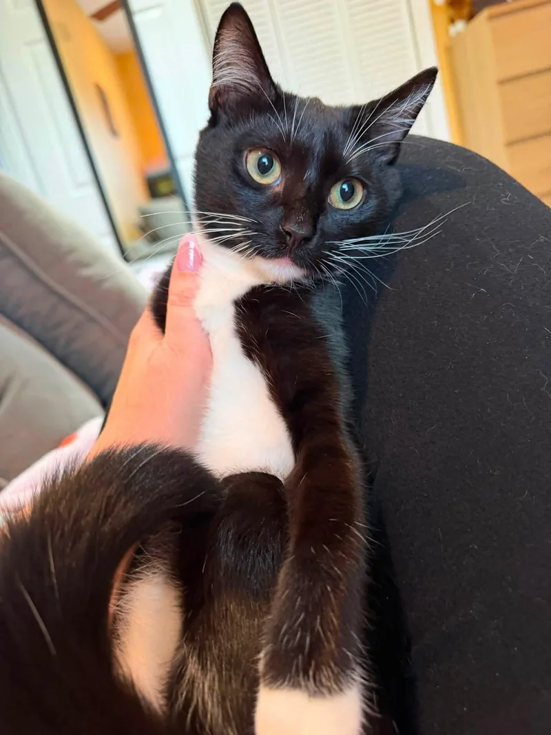 A young small-sized male Black Domestic Short Hair cat named Sebastian  Ariel  for adoption in Perth Amboy , NJ