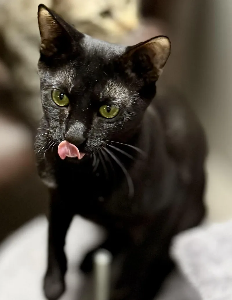 Dre  Super Playful thumbnail 5