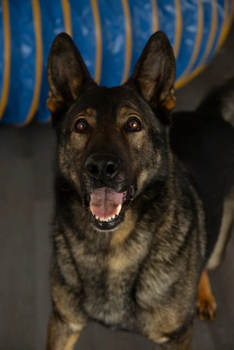 An adult large-sized male Black German Shepherd Dog dog named Tex for adoption in Spencer, IN
