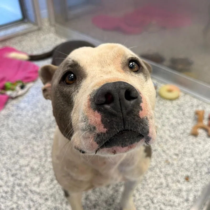 An adult medium-sized female Gray / Blue / Silver Pit Bull Terrier dog named Roxie for adoption in Madisonville, TN