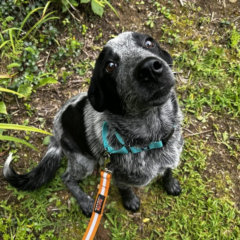 A young medium-sized male Black Mixed Breed dog named Koala for adoption in Spruce Pine, NC