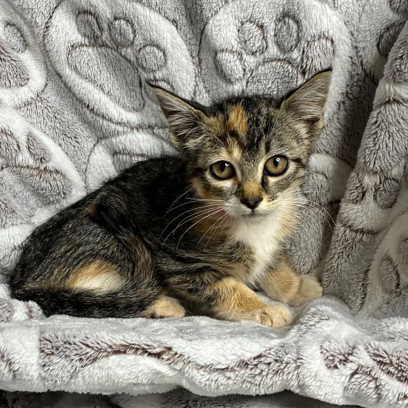 A baby small-sized female Calico Domestic Short Hair cat named Keds for adoption in Brownsboro, AL