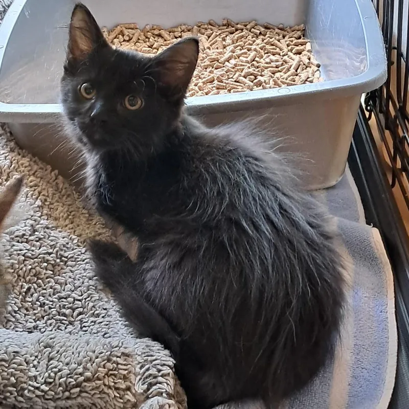 A baby small-sized male Black Domestic Long Hair cat named Tobias for adoption in Concord, NH