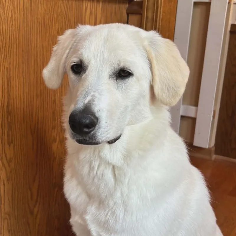 A young large-sized male White / Cream Great Pyrenees dog named Godric for adoption in Joliet, IL