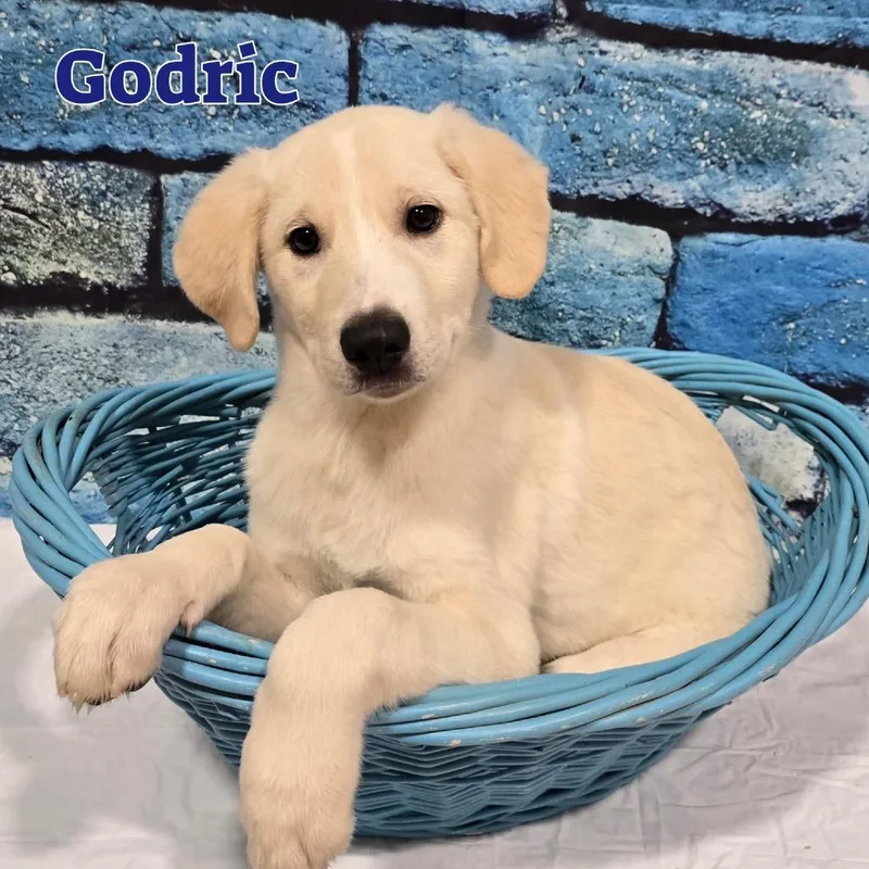 Godric thumbnail 2