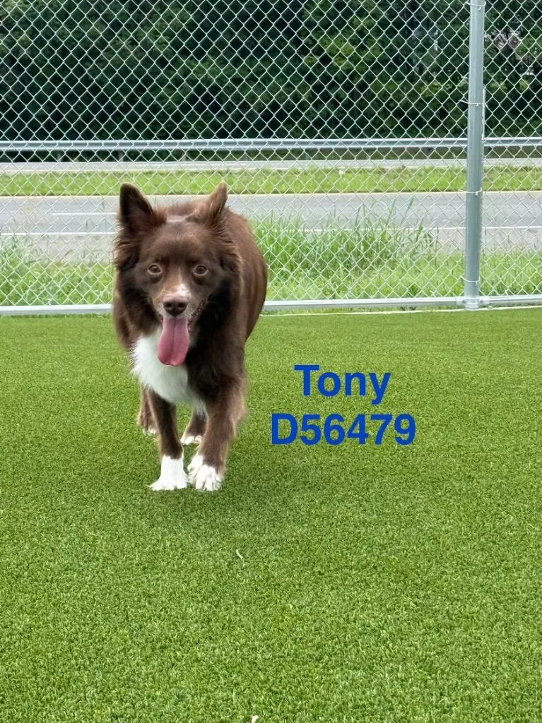 Tony