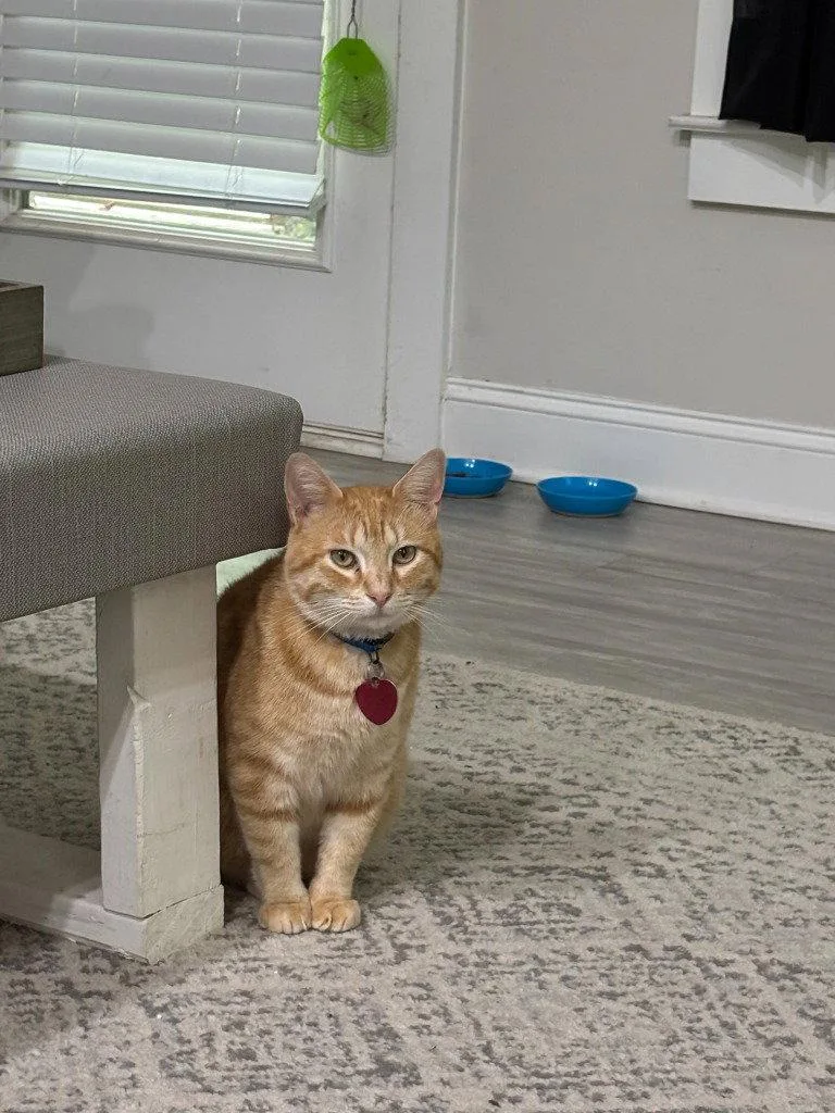 An adult large-sized male Domestic Short Hair cat named Whiskey Stephens for adoption in Ellijay, GA