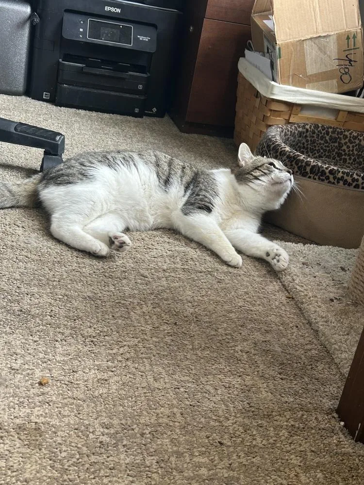 Dumpling thumbnail 2