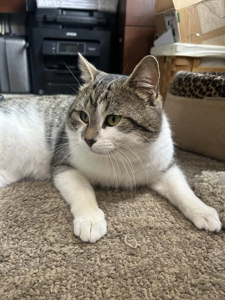 Dumpling thumbnail 3