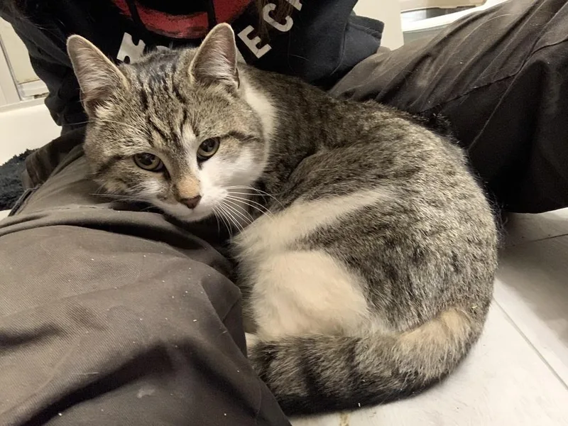 Dumpling thumbnail 4