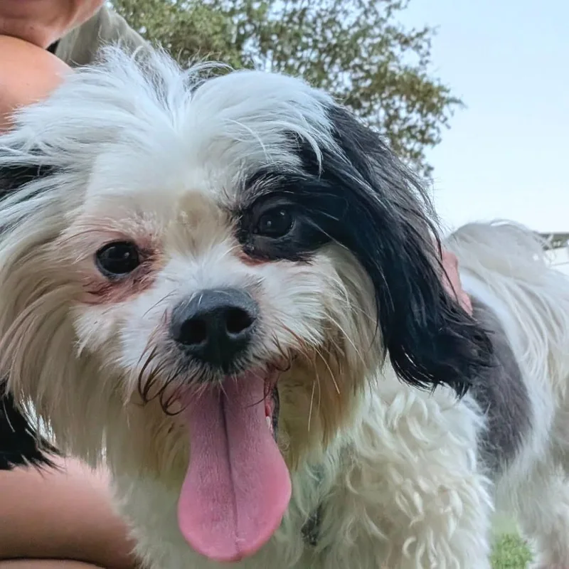 An adult small-sized female Shih Tzu dog named Coraline for adoption in Tampa, FL