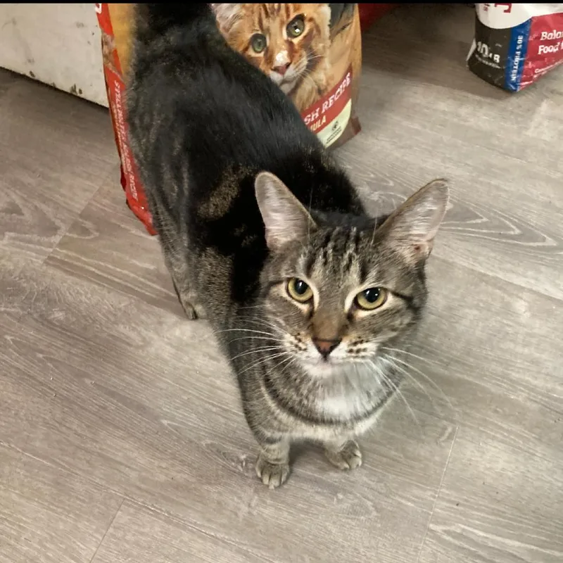 An adult small-sized female Brown / Chocolate Domestic Short Hair cat named CCRafters for adoption in Granby, MO