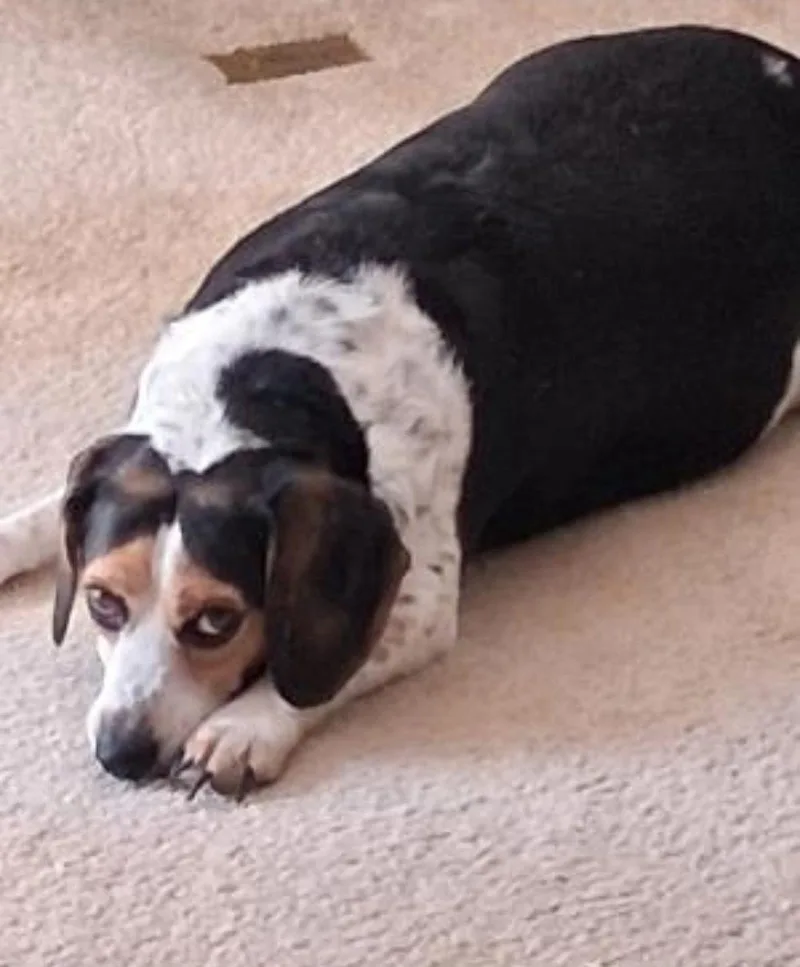 A young medium-sized male Beagle dog named Bandit for adoption in Westminster, MD